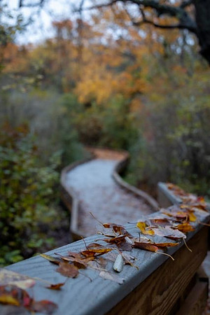 2022 Parker River National Wildlife Refuge 26oct22 30