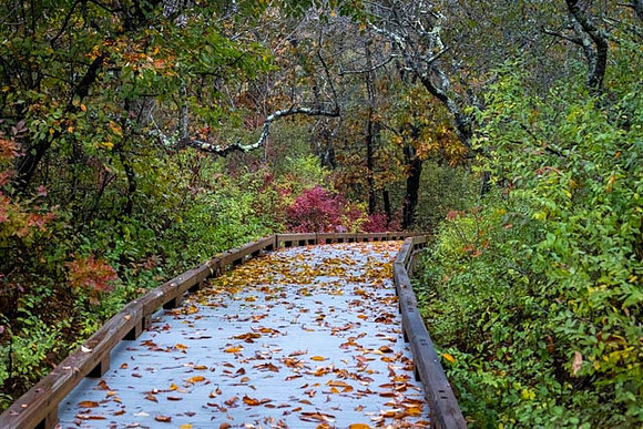 2022 Parker River National Wildlife Refuge 26oct22 31