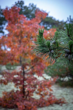 2022 Parker River National Wildlife Refuge 26oct22 23
