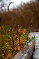 2022 Parker River National Wildlife Refuge 26oct22 15