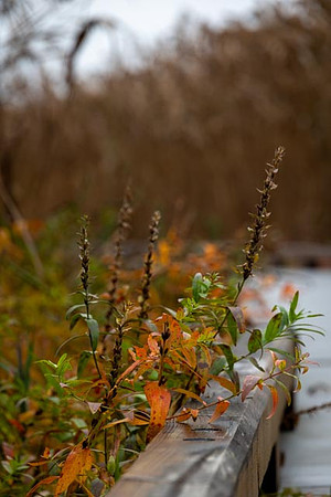 2022 Parker River National Wildlife Refuge 26oct22 15