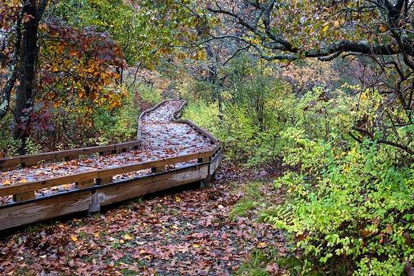 2022 Parker River National Wildlife Refuge 26oct22 8