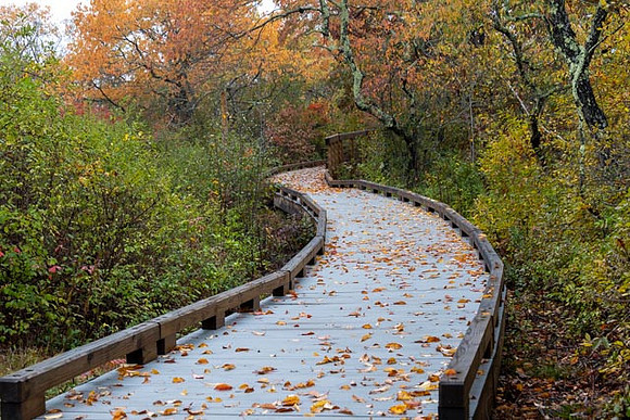 2022 Parker River National Wildlife Refuge 26oct22 7
