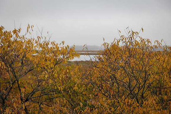 2022 Parker River National Wildlife Refuge 26oct22 3