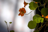 2026 Isabella Stewart Gardner Museum 9ap26 _K6A2351