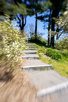 2023 Arnold Arboretum 10may23