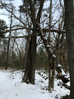 2019 Ward Reservation 2feb19  IMG_0488 7