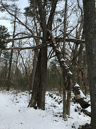 2019 Ward Reservation 2feb19  IMG_0488 7