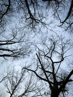 2019 Ward Reservation 2feb19  IMG_0483 8