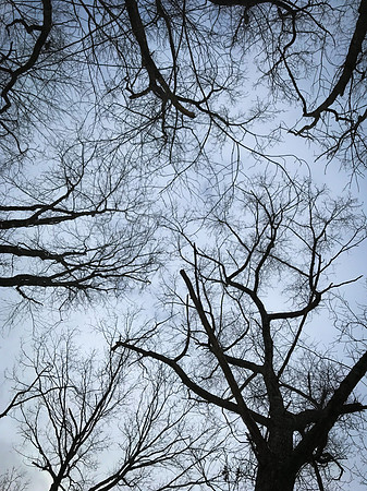 2019 Ward Reservation 2feb19  IMG_0483 8