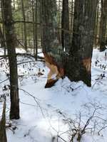 2019 Ward Reservation 2feb19  IMG_0480 9