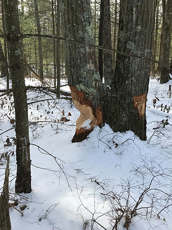 2019 Ward Reservation 2feb19  IMG_0480 9