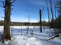 2019 Ward Reservation 2feb19  IMG_0465 12
