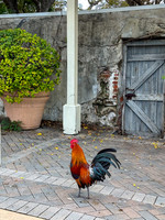 2024 Key West February